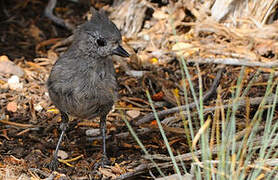 Juniper Titmouse