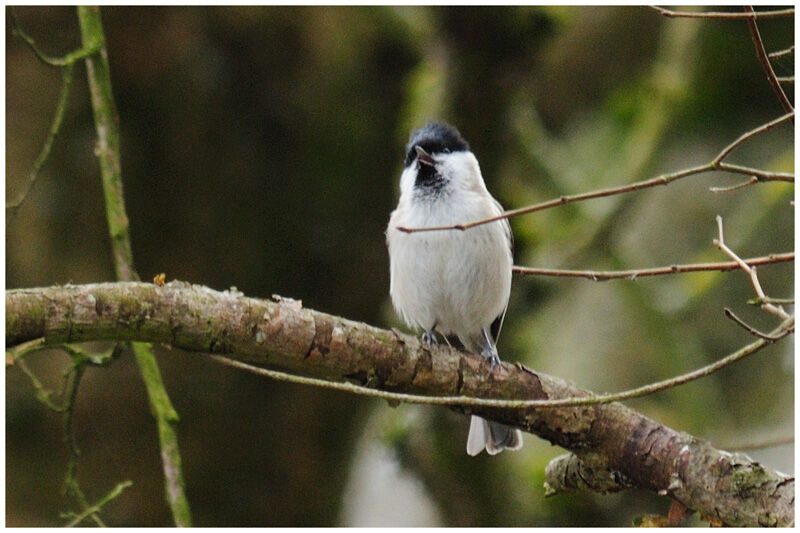 Marsh Titadult