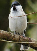 Marsh Tit