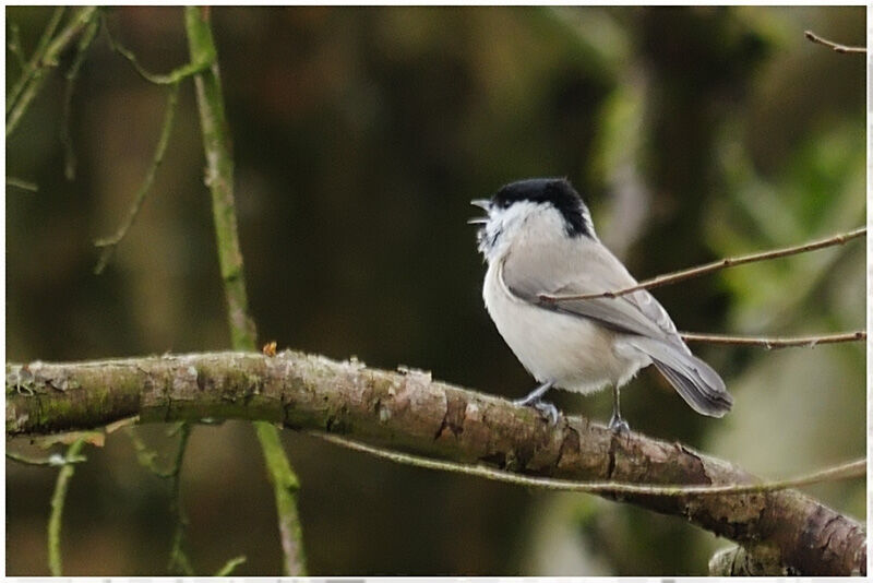 Mésange nonnetteadulte