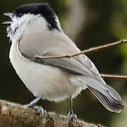 Marsh Tit