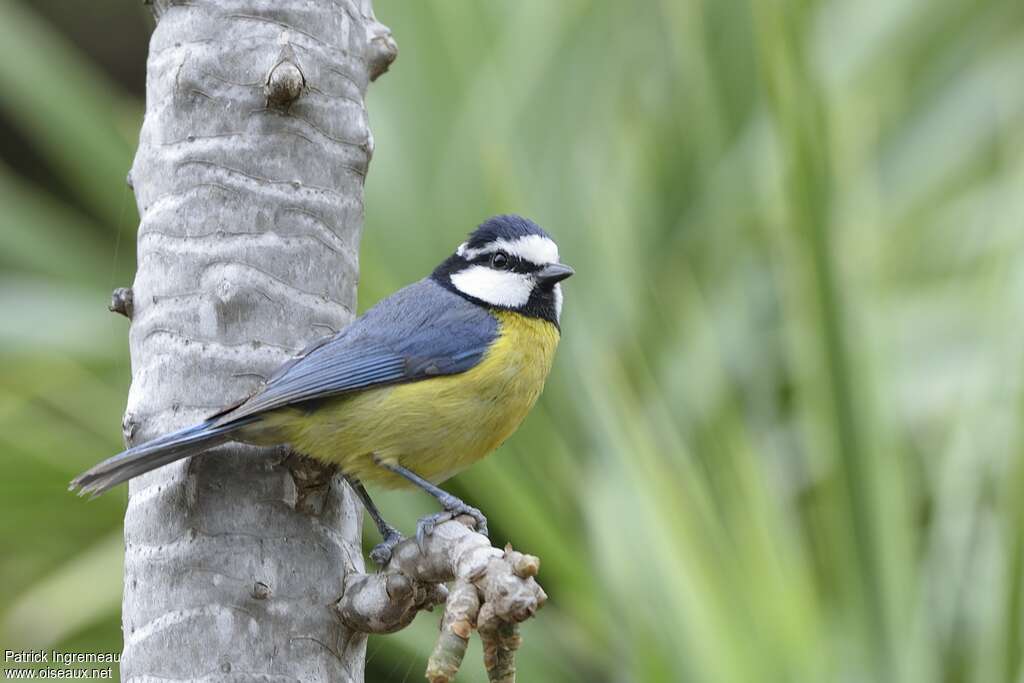 Mésange nord-africaine, identification