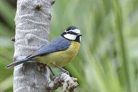 African Blue Tit