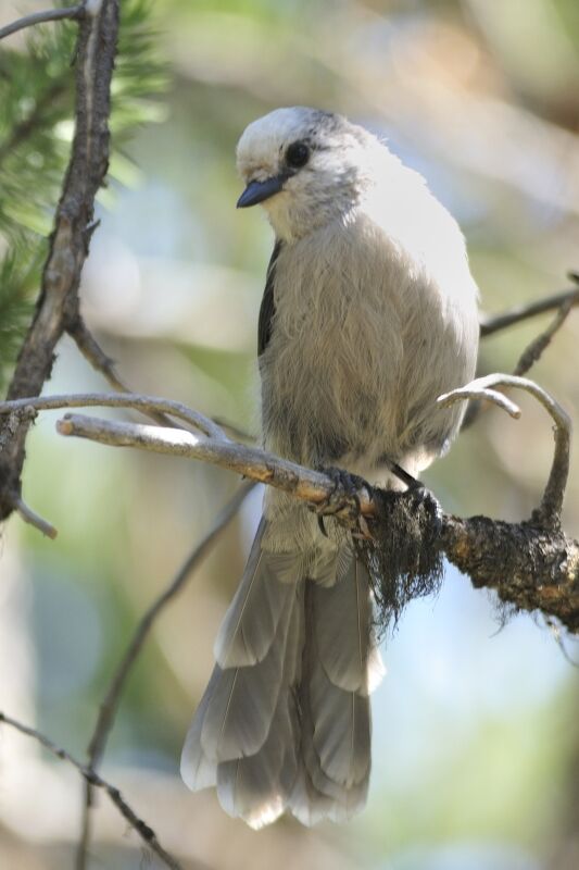 Grey Jayadult