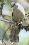 Grey Jay