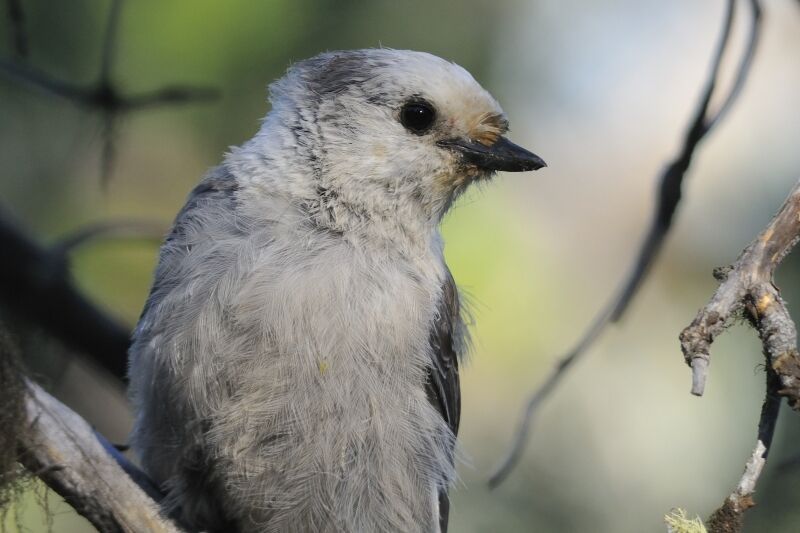 Grey Jayadult