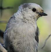 Grey Jay