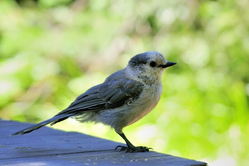 Grey Jayadult