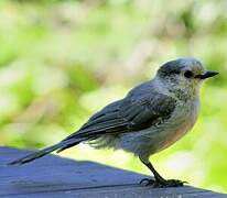 Canada Jay