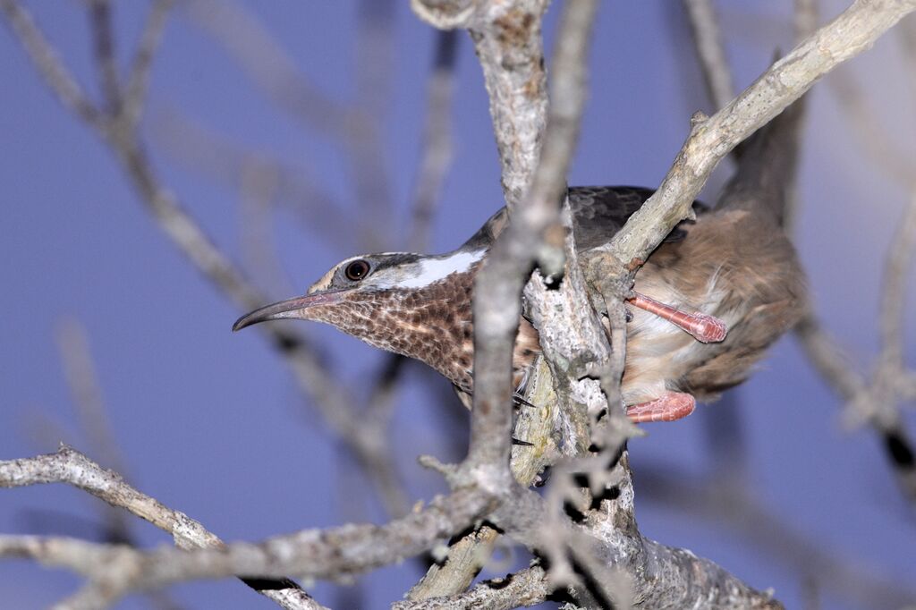 Subdesert Mesite female adult