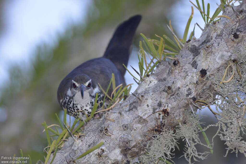 Subdesert Mesite male adult, Behaviour