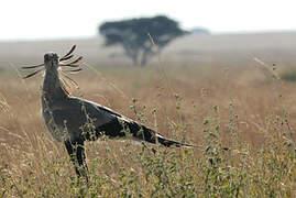 Secretarybird