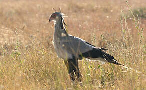 Secretarybird