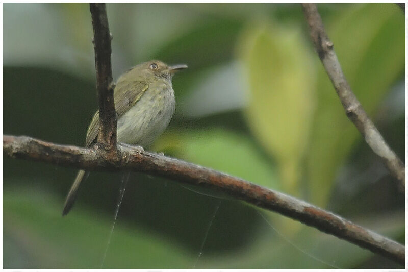 Helmeted Pygmy Tyrantadult