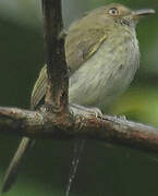 Helmeted Pygmy Tyrant