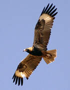 Black-breasted Buzzard