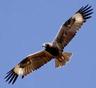 Black-breasted Buzzard