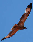 Black-breasted Buzzard