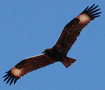 Black-breasted Buzzard