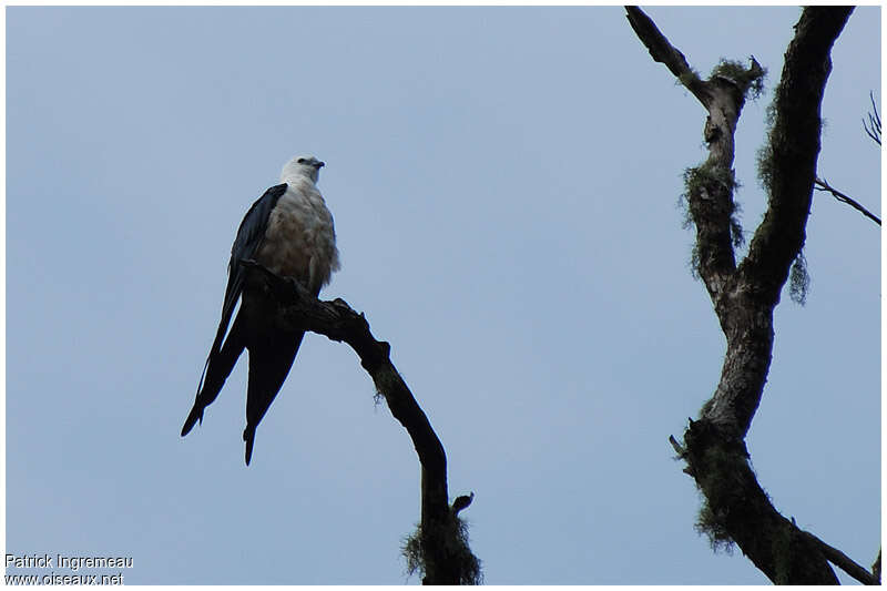 Swallow-tailed Kiteadult, identification