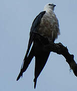 Swallow-tailed Kite