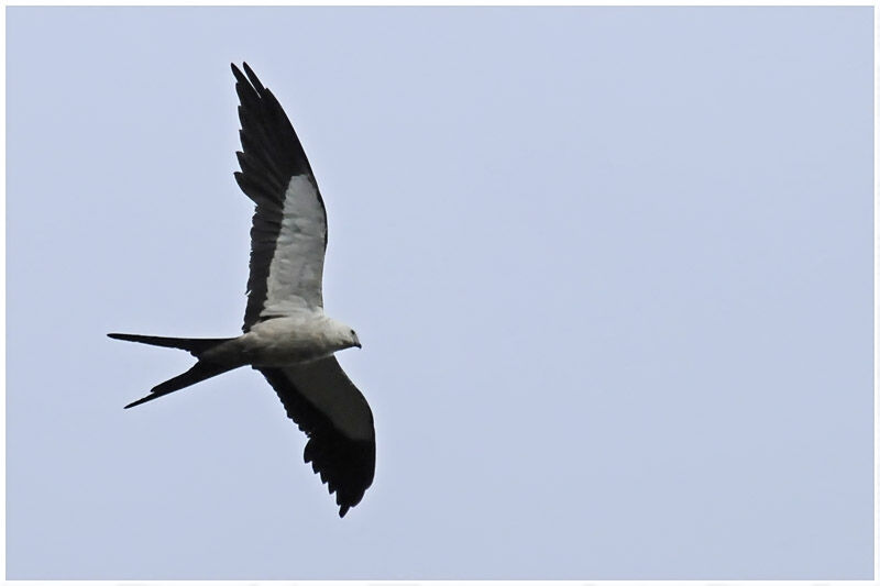 Swallow-tailed Kiteadult