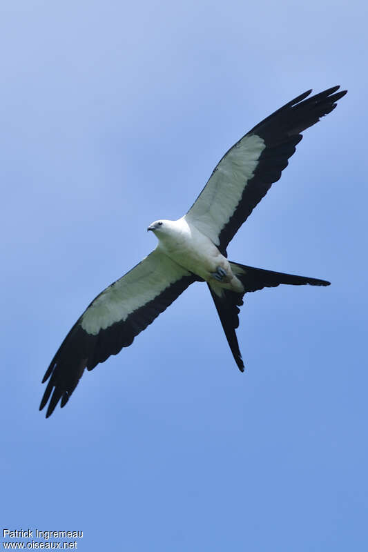 Swallow-tailed Kiteadult, Flight