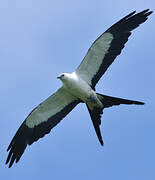 Swallow-tailed Kite