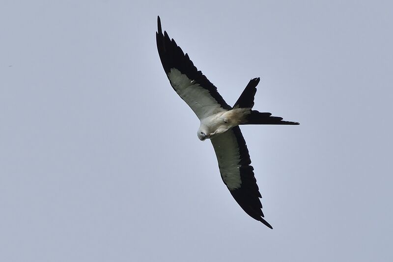 Swallow-tailed Kite, feeding habits, Behaviour