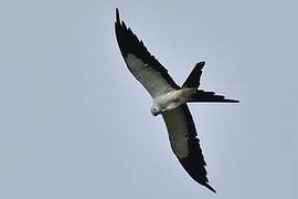 Swallow-tailed Kite