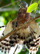 Double-toothed Kite