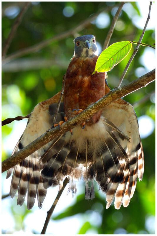 Double-toothed Kiteadult