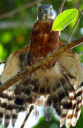 Double-toothed Kite