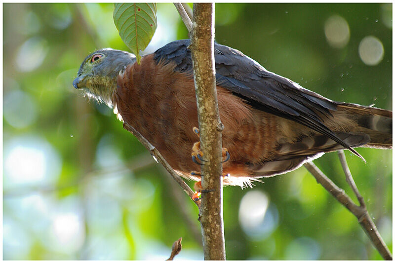 Double-toothed Kiteadult