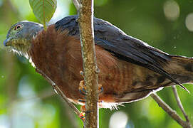 Double-toothed Kite