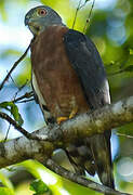 Double-toothed Kite