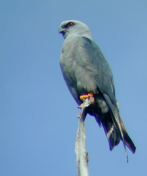 Plumbeous Kite