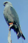 Plumbeous Kite