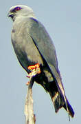 Plumbeous Kite