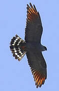 Plumbeous Kite