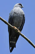 Plumbeous Kite