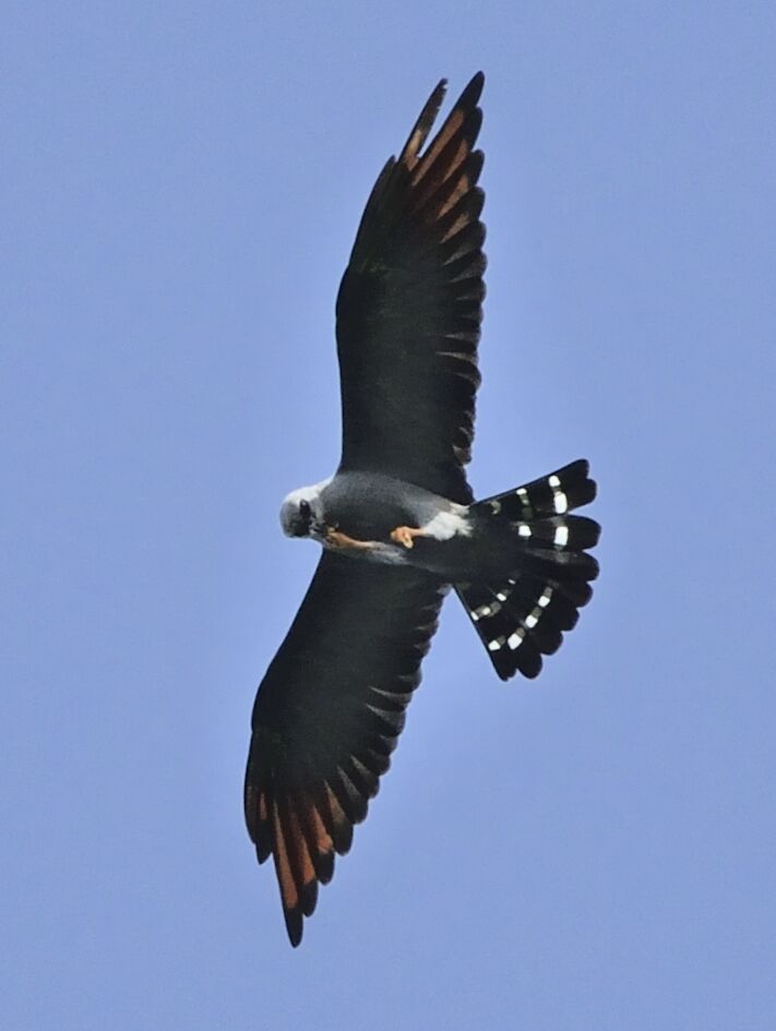 Plumbeous Kiteadult, Flight, feeding habits, Behaviour