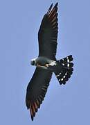 Plumbeous Kite