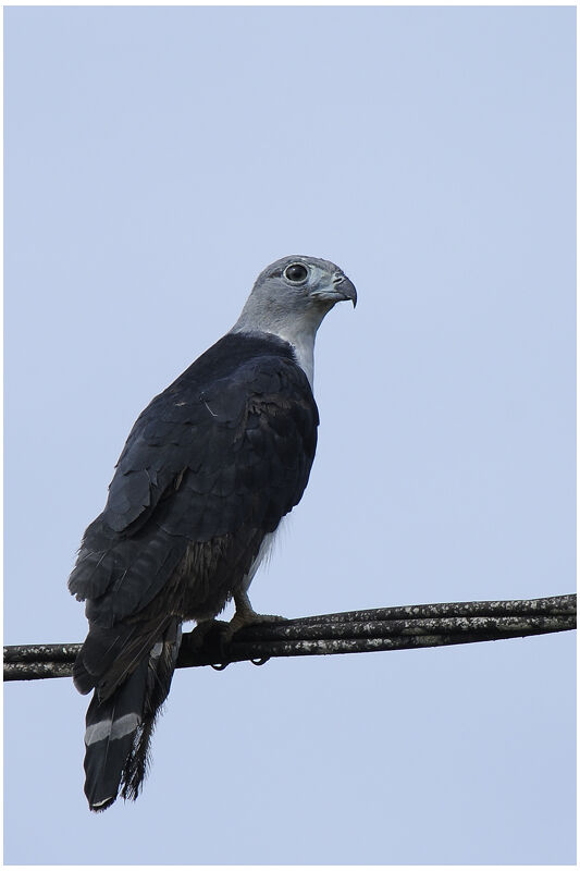 Grey-headed Kitesubadult