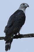 Grey-headed Kite