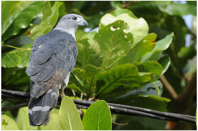 Grey-headed Kitesubadult