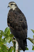 Snail Kite