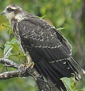 Snail Kite