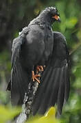 Snail Kite