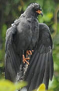 Snail Kite